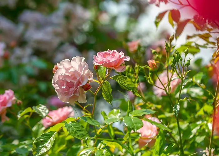 Grand Tulipan Gdyně