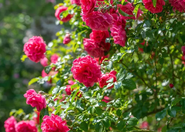 Bed & Breakfast Grand Tulipan *